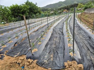 징금다리님의 올해 방제 어떻게 하셨나요? · 참여글 작성글 사진