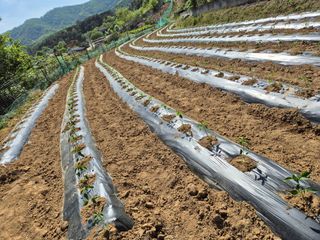 징금다리님의 올해 방제 어떻게 하셨나요? · 참여글 작성글 사진