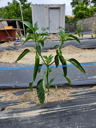 김기만님의 고추 · 병해충상담 작성글 사진