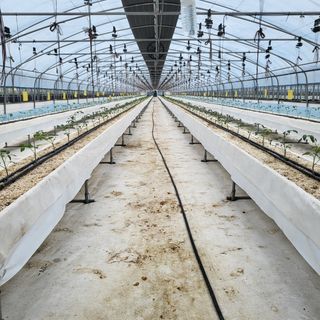 김정열님의 토마토 · 병해충상담 작성글 사진