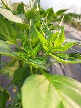 팜모닝 올해 방제 어떻게 하셨나요?·참여글 게시글 이미지