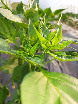 자두9712박태진님의 올해 방제 어떻게 하셨나요? · 참여글 작성글 사진