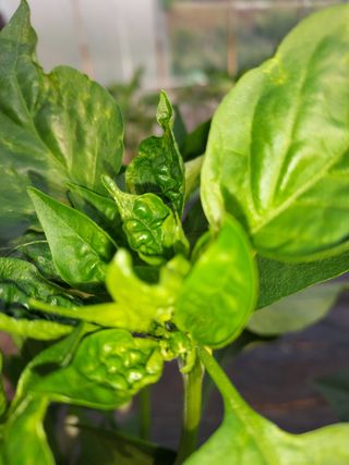 자두9712박태진님의 올해 방제 어떻게 하셨나요? · 참여글 작성글 사진