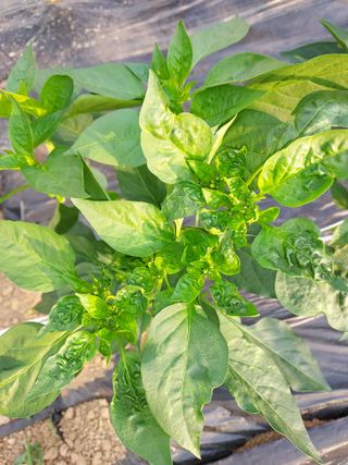 자두9712박태진님의 올해 방제 어떻게 하셨나요? · 참여글 작성글 사진