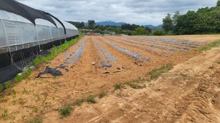 조미숙님의 참깨 · 영농일지 작성글 사진