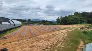 조미숙님의 참깨 · 영농일지 작성글 사진