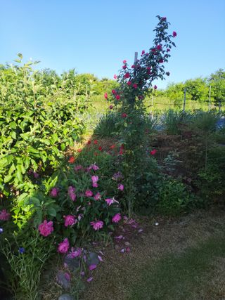 김종옥님의 자유주제 · 자유게시판 작성글 사진