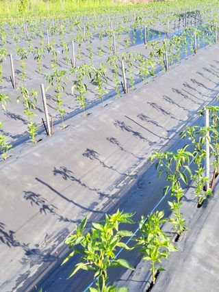 김종옥님의 자유주제 · 자유게시판 작성글 사진