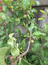 팜모닝 농사, 무엇이든 물어보세요!·참여글 게시글 이미지