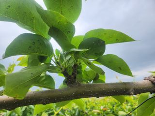 김제용지농원원장님의 배 · 병해충상담 작성글 사진