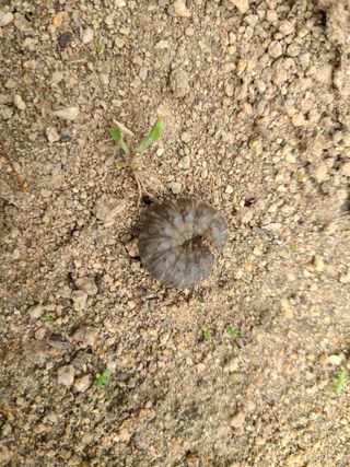 호박13141님의 마늘 · 병해충상담 작성글 사진