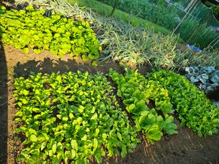 사랑해요팜모닝님의 오이 · 영농일지 작성글 사진