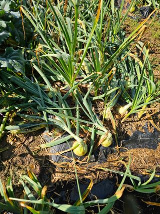 사랑해요팜모닝님의 오이 · 영농일지 작성글 사진