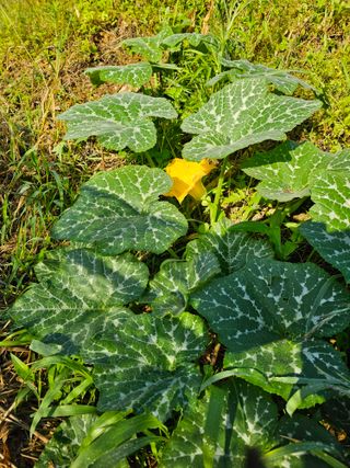 사랑해요팜모닝님의 오이 · 영농일지 작성글 사진