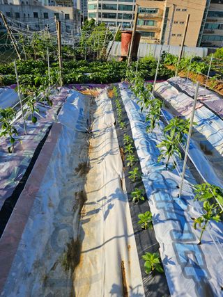 사랑해요팜모닝님의 오이 · 영농일지 작성글 사진