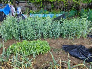 사랑해요팜모닝님의 오이 · 영농일지 작성글 사진