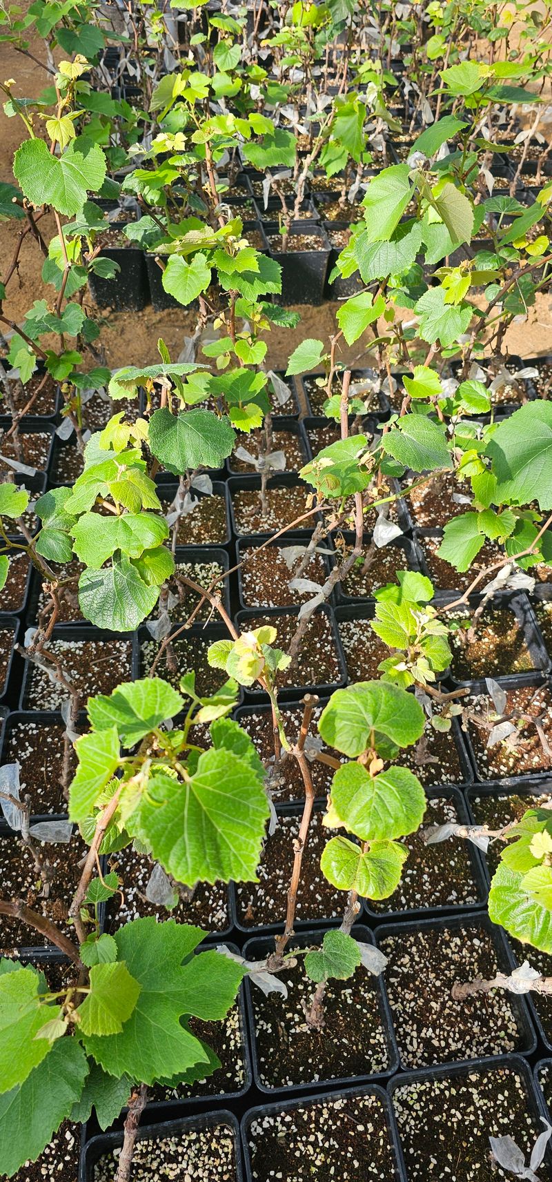 뿌리묘목농원님의 장터 판매 상품 [캠벨접목 2년생 포트묘] 첨부 사진