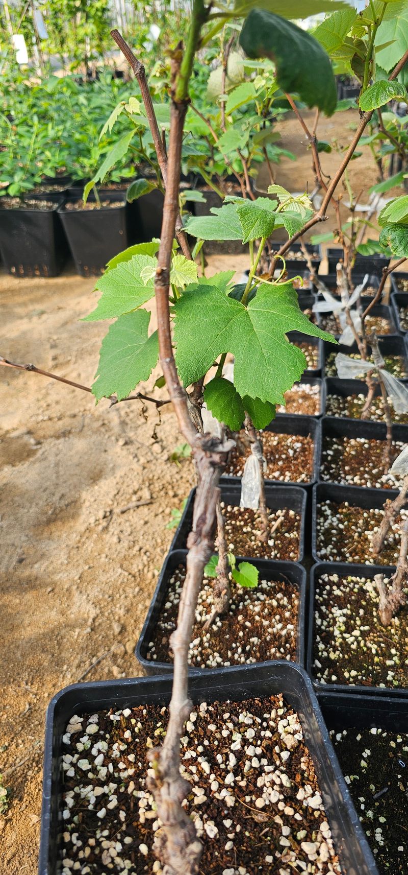 뿌리묘목농원님의 장터 판매 상품 [캠벨접목 2년생 포트묘] 첨부 사진