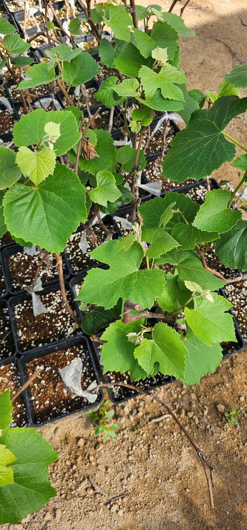 뿌리묘목농원님의 장터 판매 상품 [캠벨접목 2년생 포트묘] 첨부 사진