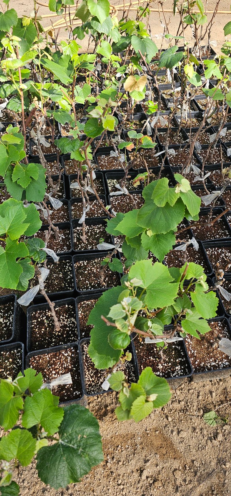 뿌리묘목농원님의 장터 판매 상품 [캠벨접목 2년생 포트묘] 첨부 사진