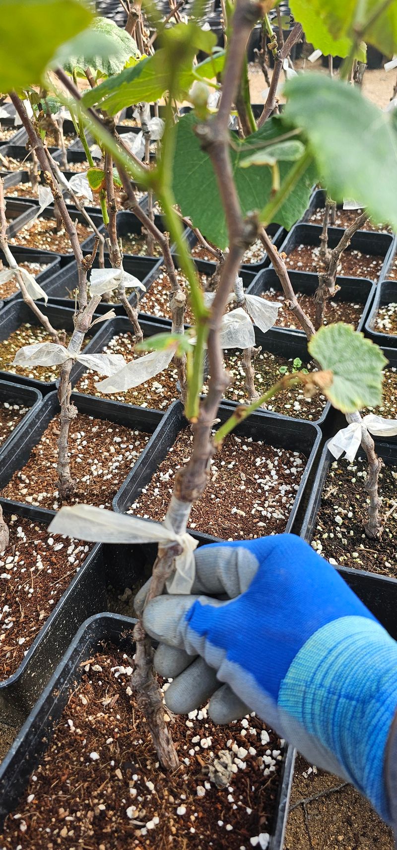 뿌리묘목농원님의 장터 판매 상품 [캠벨접목 2년생 포트묘] 첨부 사진