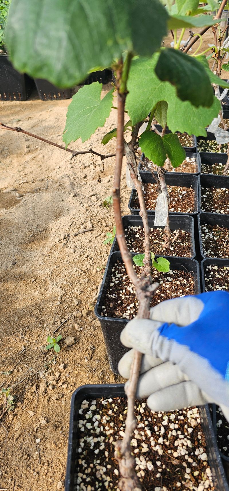 뿌리묘목농원님의 장터 판매 상품 [캠벨접목 2년생 포트묘] 첨부 사진