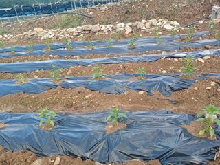 콩나라최여순님의 고추 · 지주설치•유인•성장 작성글 사진