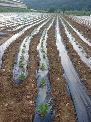 콩나라최여순님의 고추 · 지주설치•유인•성장 작성글 사진