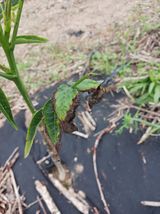 팜모닝 농사, 무엇이든 물어보세요!·참여글 게시글 이미지