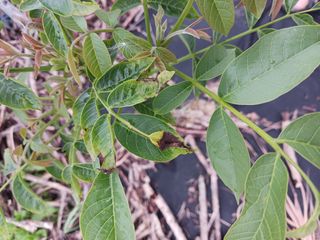 귤21345님의 농사, 무엇이든 물어보세요! · 참여글 작성글 사진