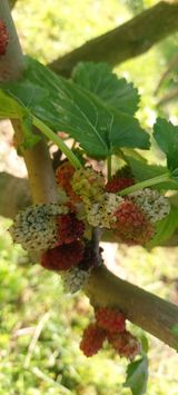 팜모닝 올해 방제 어떻게 하셨나요?·참여글 게시글 이미지