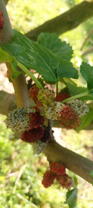 한봉흠님의 올해 방제 어떻게 하셨나요? · 참여글 작성글 사진