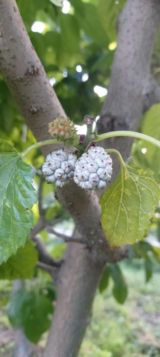 한봉흠님의 올해 방제 어떻게 하셨나요? · 참여글 작성글 사진