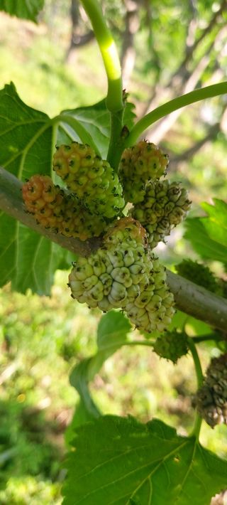 한봉흠님의 올해 방제 어떻게 하셨나요? · 참여글 작성글 사진