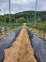 팜모닝 자유주제·자유게시판 게시글 이미지