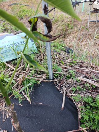 귤21345님의 자유주제 · 자유게시판 작성글 사진