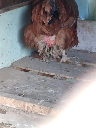 안복순님의 자유주제 · 자유게시판 작성글 사진