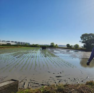 열혈특공님의 벼 · 영농일지 작성글 사진