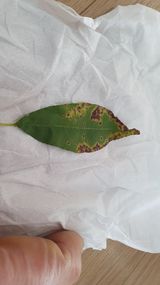 팜모닝 복숭아·병해충상담 게시글 이미지