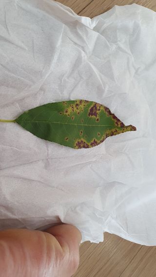 이연희님의 복숭아 · 병해충상담 작성글 사진