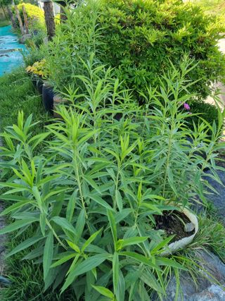 손병만님의 자유주제 · 자유게시판 작성글 사진