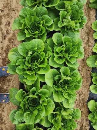 횡성군자연인님의 배추 · 시세•판로 작성글 사진