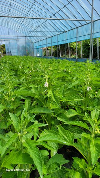 제주농부님의 참깨 · 영농일지 작성글 사진