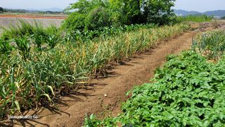 제주농부님의 참깨 · 영농일지 작성글 사진