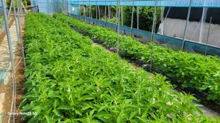 제주농부님의 참깨 · 영농일지 작성글 사진