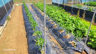 제주농부님의 참깨 · 영농일지 작성글 사진