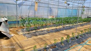 제주농부님의 참깨 · 영농일지 작성글 사진