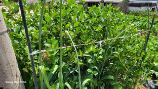 제주농부님의 참깨 · 영농일지 작성글 사진