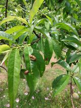 팜모닝 복숭아·병해충상담 게시글 이미지