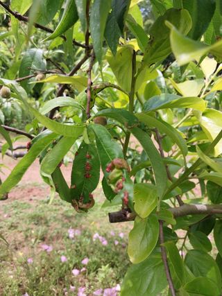 아가베님의 복숭아 · 병해충상담 작성글 사진